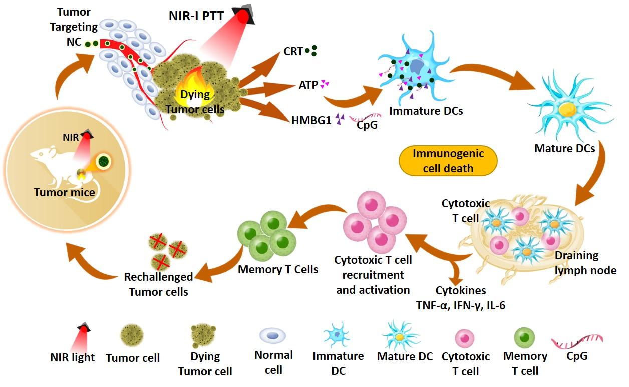 Photonic Nanomedicine for Cancer 